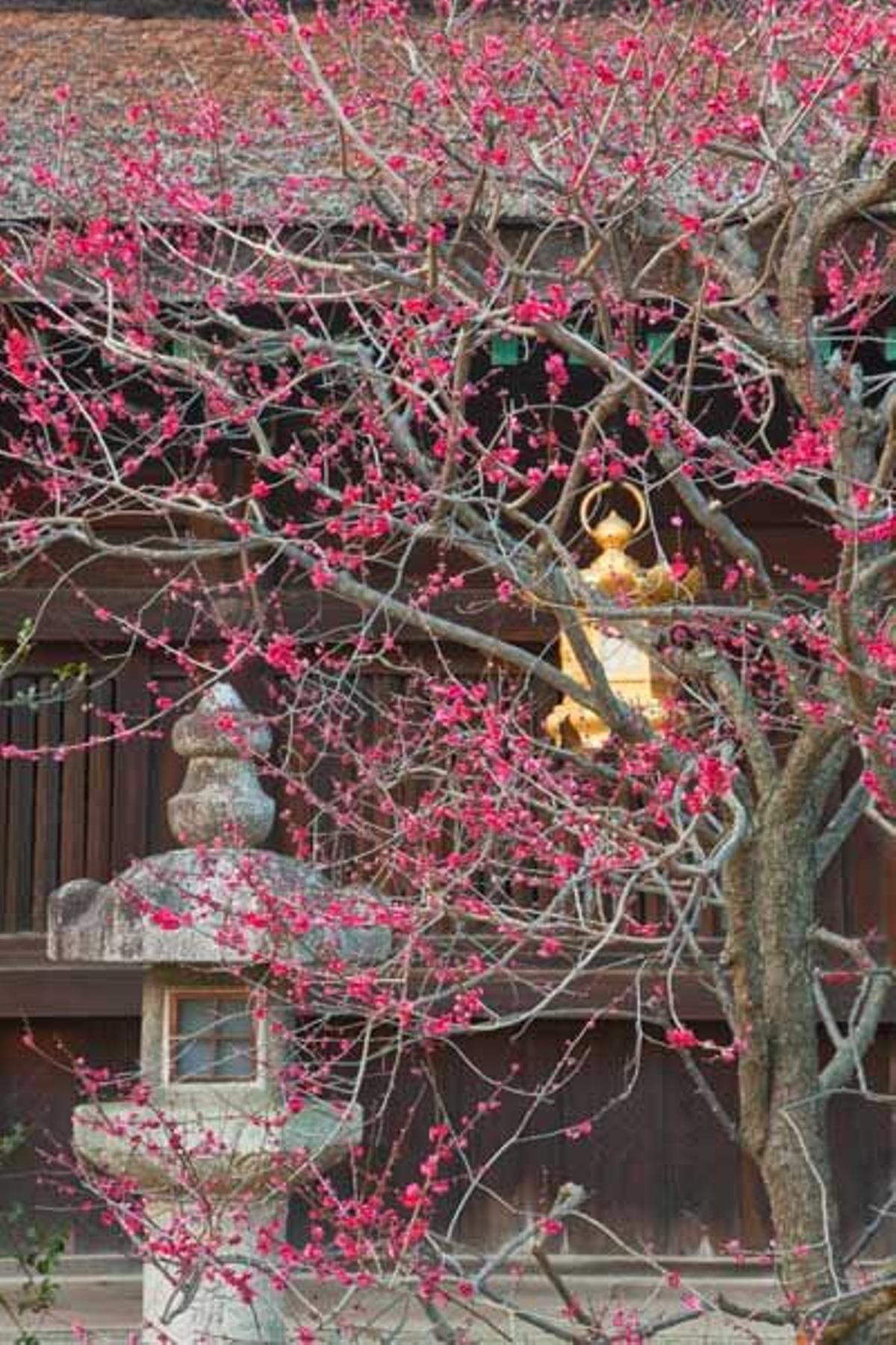 Detalle del exterior del templo de Kitano Tenmangu con más de 2000 ciruelos en flor en el distrito de Kitano.