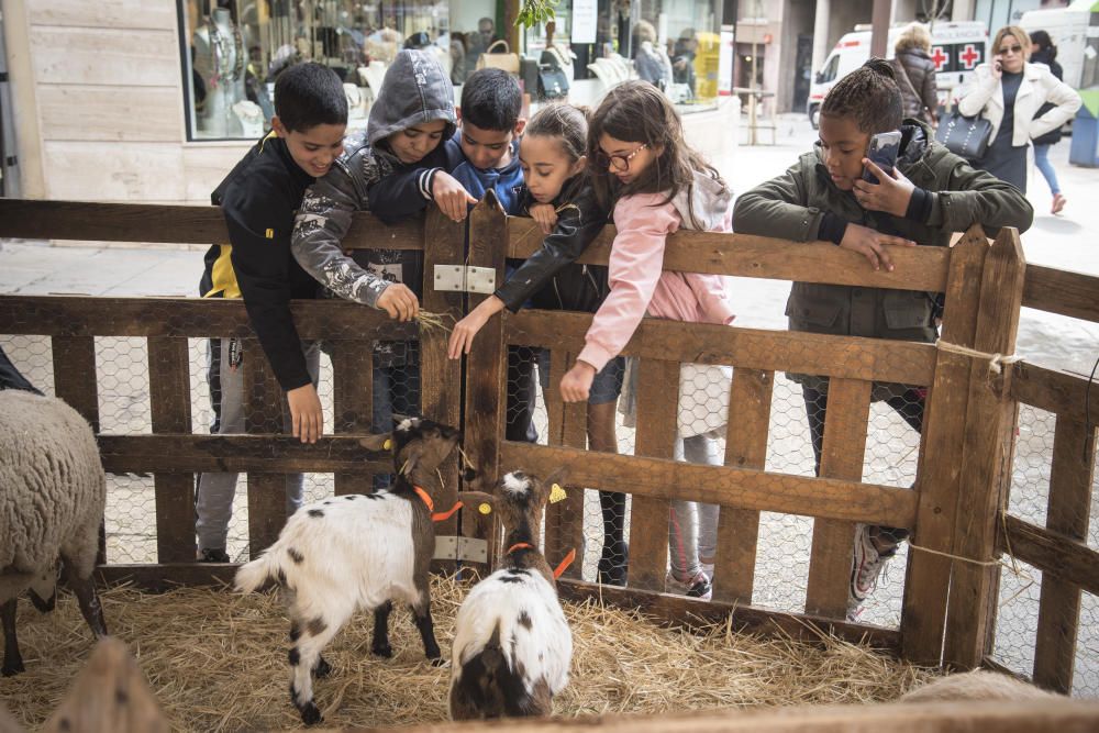 Totes les fotos de la fira de l''Aixada 2020