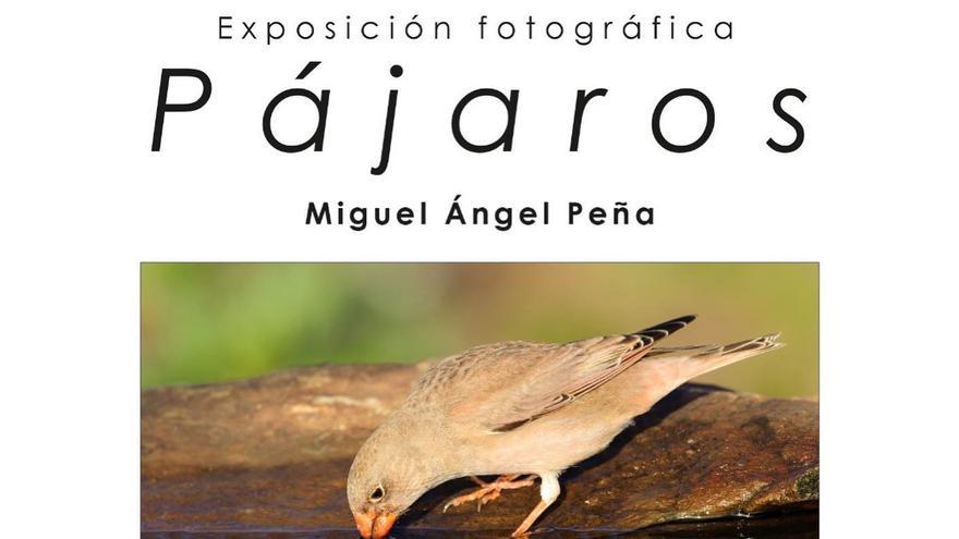 Pájaros