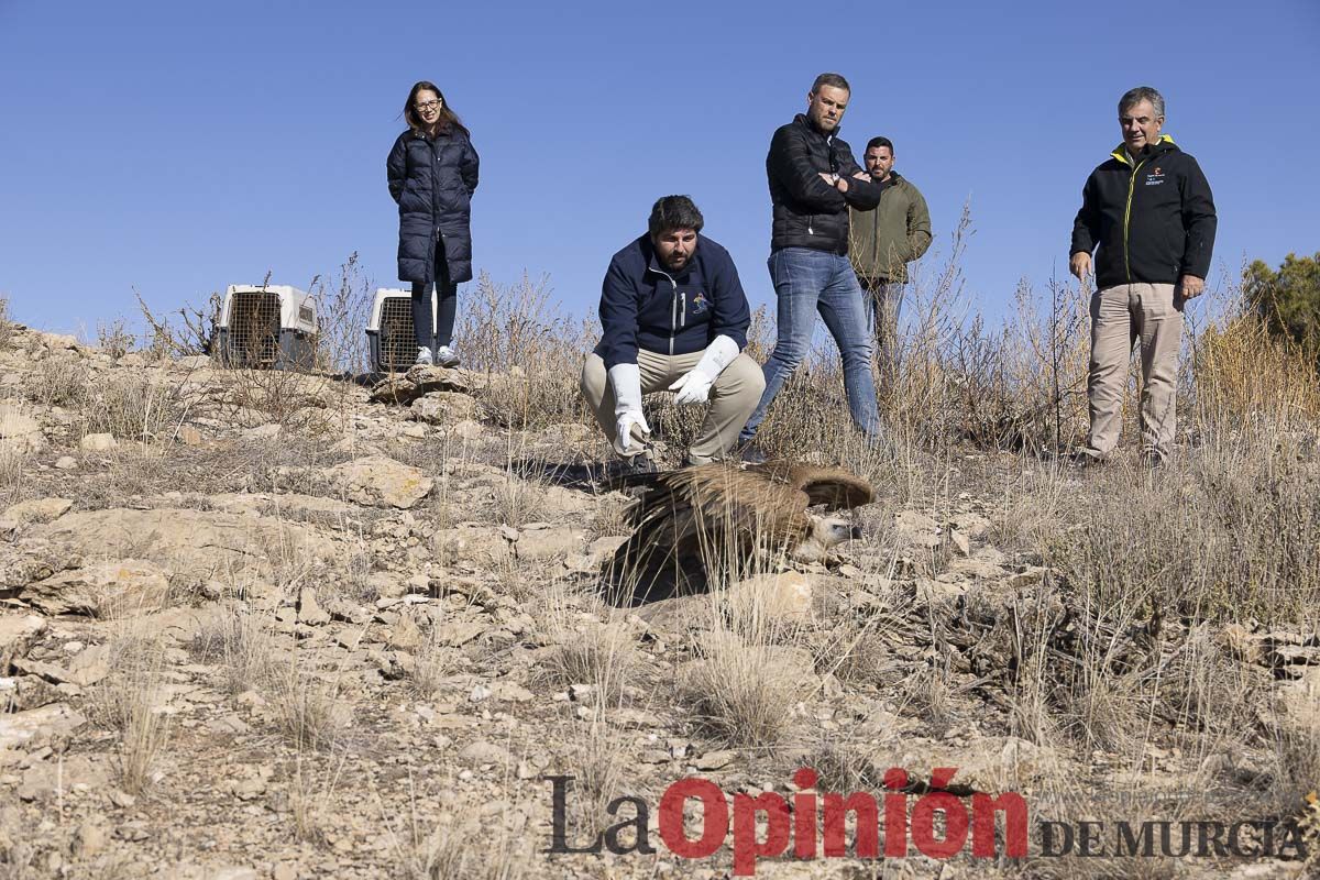 Suelta de dos buitres leonados en la Sierra de Mojantes en Caravaca