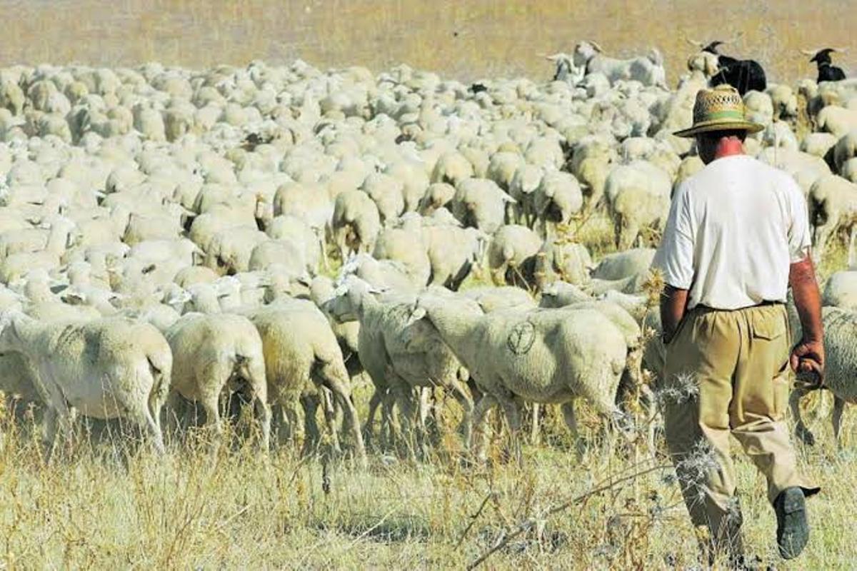 Un pastor con sus ovejas, en una imagen de archivo.