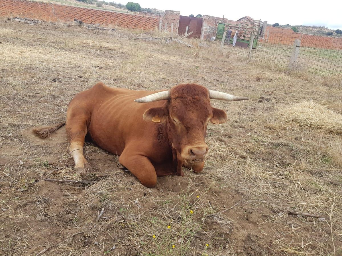 Semental enfermo en la finca de Ángel Corrales en Fuentesaúco