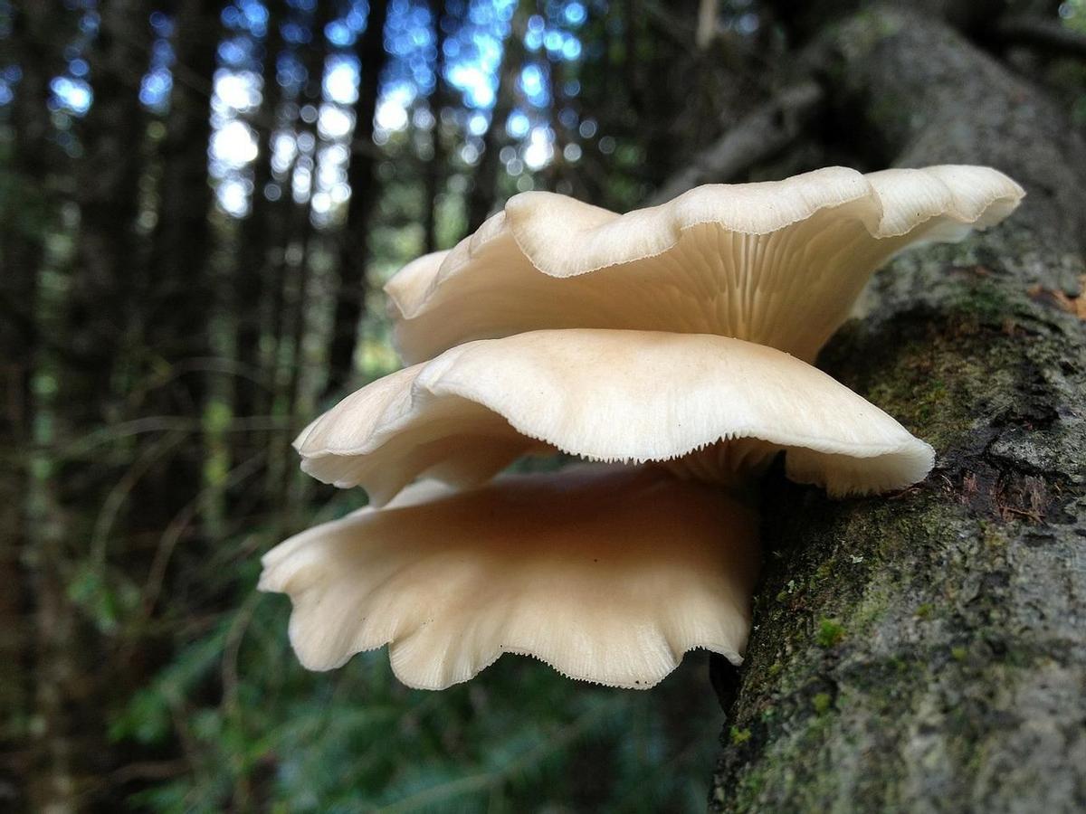 Hongos en el tronco de un árbol