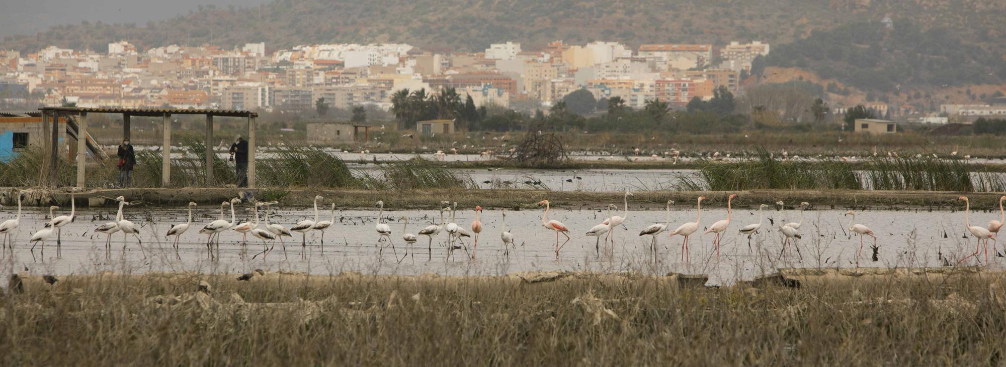 Flamencos en el marjal de Almardà, un espectáculo de la naturaleza.