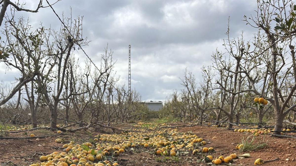 Los agricultores temen pérdidas millonarias y en los cultivos tras el paso de la DANA