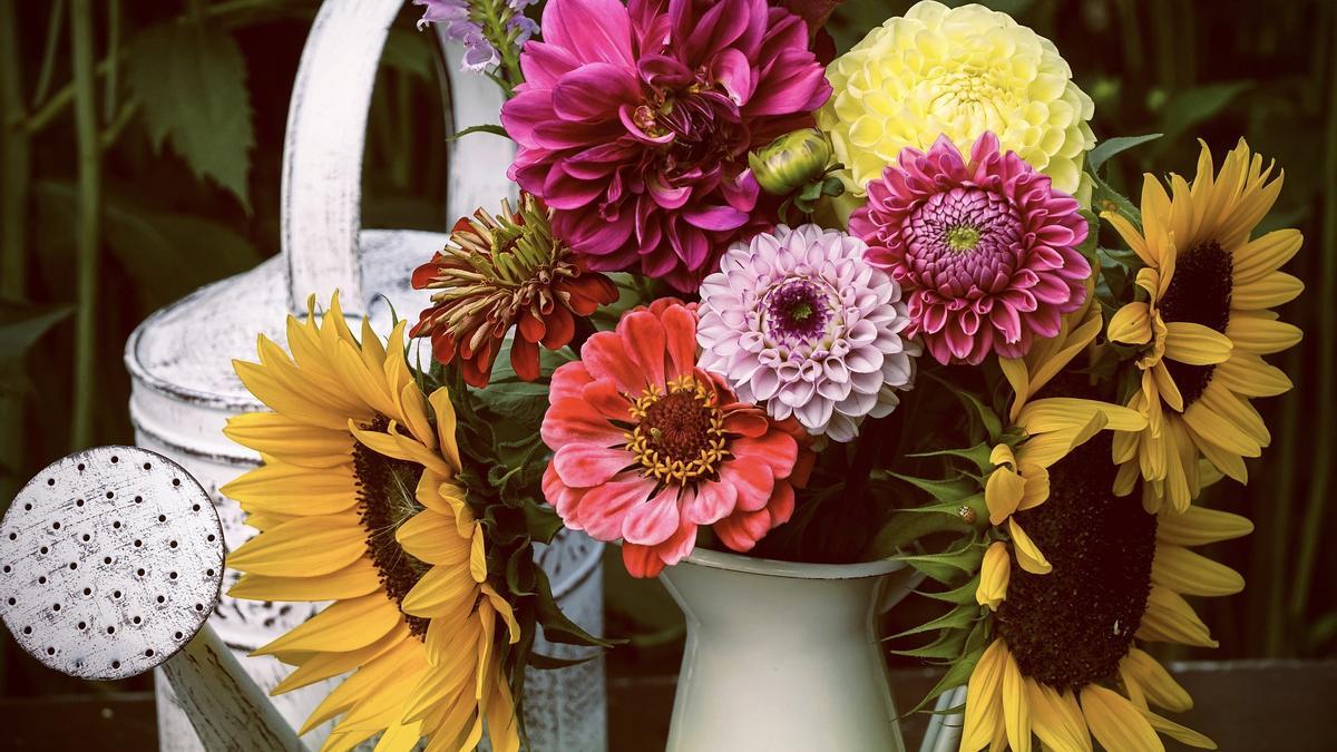 Las dalias son una de las flores más vistosas del otoño.