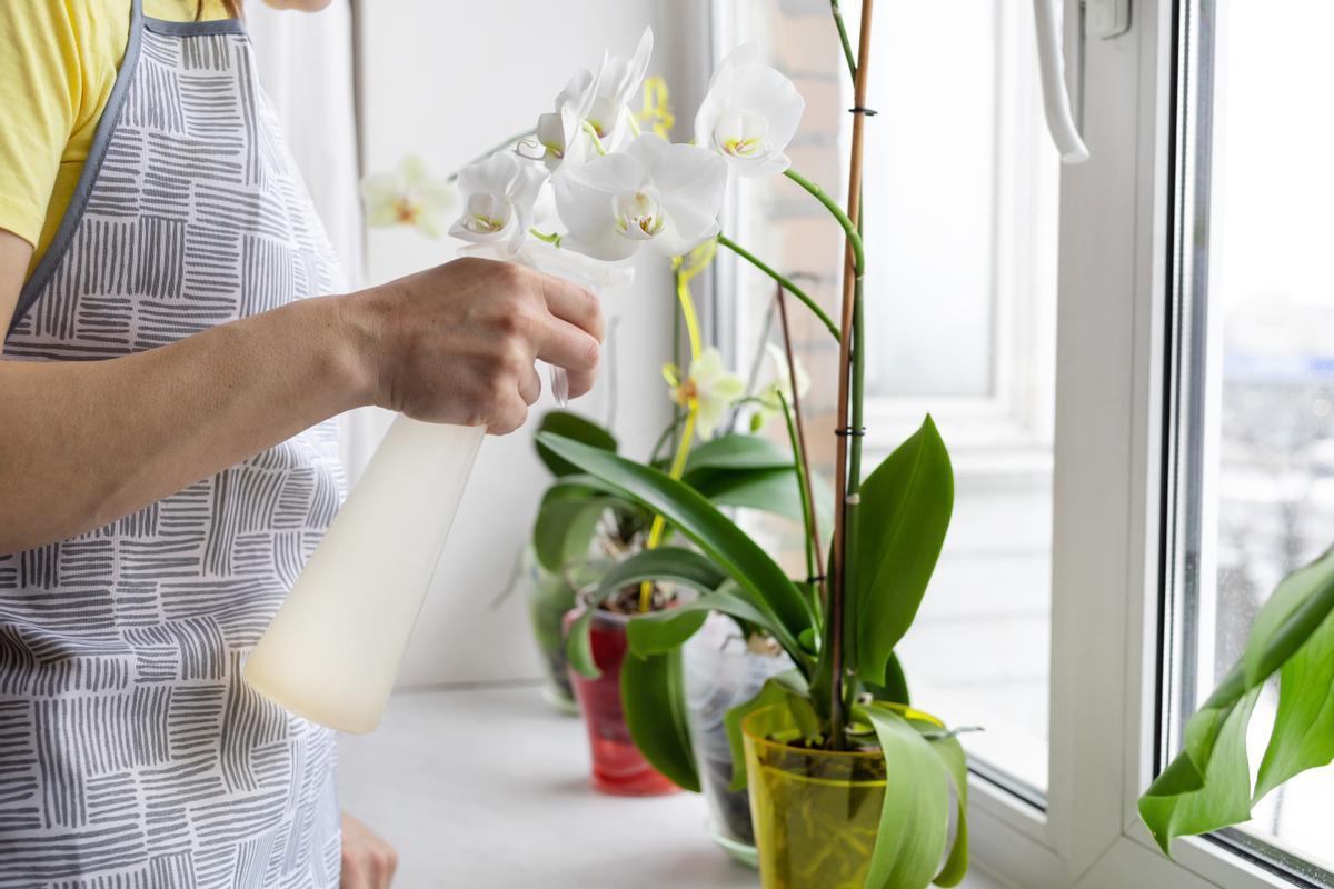 Tus Orquídeas te lo Agradecerán: Aprende Cómo Regar una Orquídea en Maceta