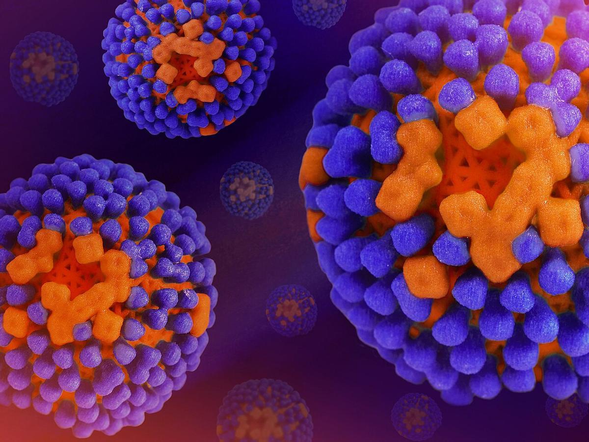 Recreación coloreada del virus de la gipe: la glicoproteína hemaglutinina es azul, la neuraminidasa es naranja y la membrana viral es de un naranja más oscuro