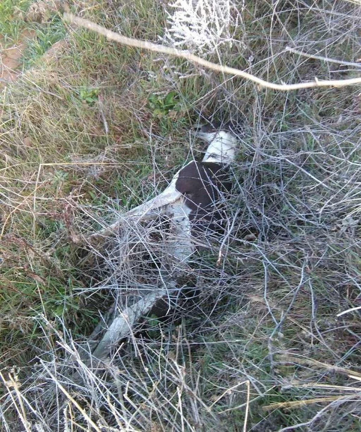 Un galgo muerto aparecido en Roales del Pan.
