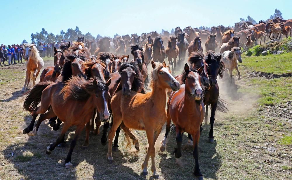 Los animales posan por causas solidarias