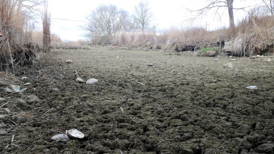 Els Aiguamolls de l&#039;Empordà viuen la pitjor sequera: 300 hectàrees de la reserva integral dels Estanys totalment seques