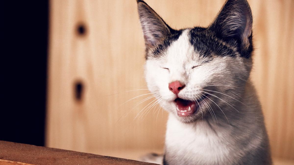 Cuándo se les caen los dientes a los gatos.