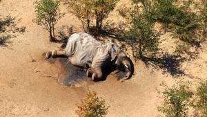 A dead elephant is seen in this undated handout image in Okavango Delta, Botswana May-June, 2020. PHOTOGRAPHS OBTAINED BY REUTERS/Handout via REUTERS ATTENTION EDITORS - THIS IMAGE HAS BEEN SUPPLIED BY A THIRD PARTY. NO RESALES. NO ARCHIVES.