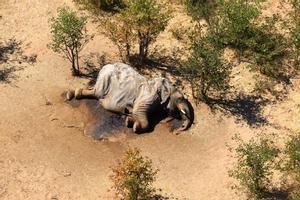 A dead elephant is seen in this undated handout image in Okavango Delta, Botswana May-June, 2020. PHOTOGRAPHS OBTAINED BY REUTERS/Handout via REUTERS ATTENTION EDITORS - THIS IMAGE HAS BEEN SUPPLIED BY A THIRD PARTY. NO RESALES. NO ARCHIVES.