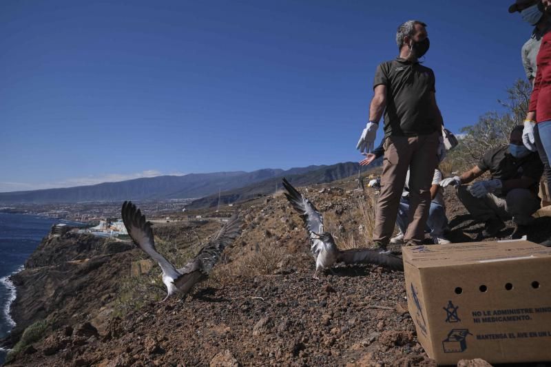 Liberación de una pardela cenicienta recuperada en la campaña de protección 2021