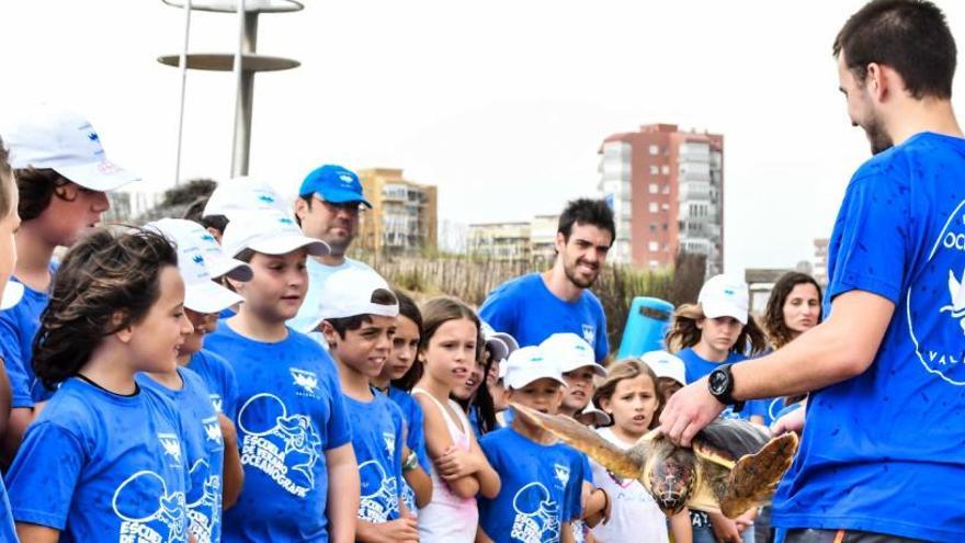 L&#039;Escola d&#039;Estiu de l&#039;Oceanogràfic se submergix amb els taurons