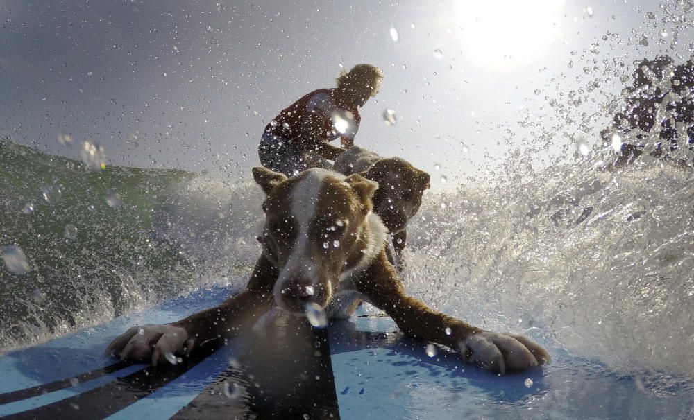 Australian dog trainer and former surfing ...