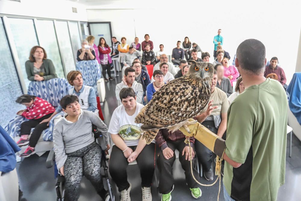 Aves rapaces forman parte de un programa educativo