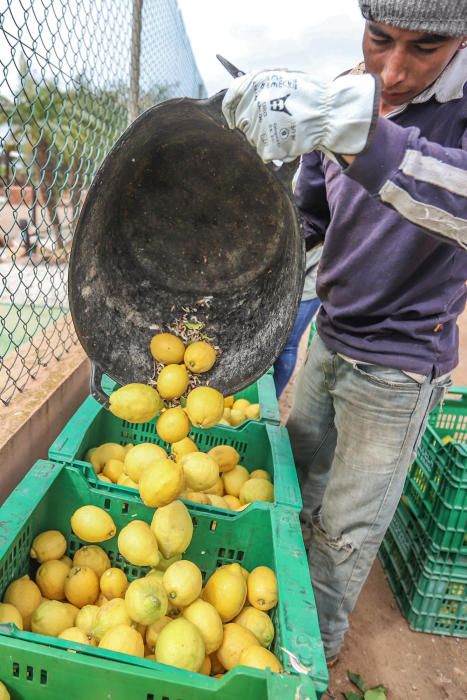 Subsaharianos, sudamericanos y magrebíes afincados en la Vega Baja desde hace tres décadas garantizan la recogida de cosechas de cítricos. Un trabajo que los españoles no han querido asumir.