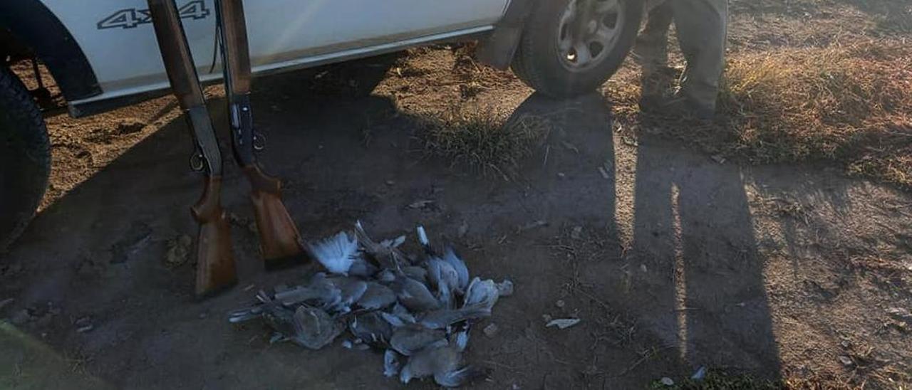 Los furtivos estaban cazando tórtolas turcas, especie no cinegética, en un camino de la marjal.