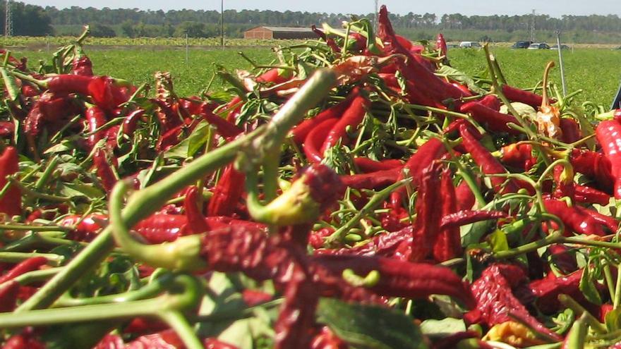 El Consejo Regulador de la DOP Pimentón de la Vera estima una reducción del 60% de la cosecha de pimiento