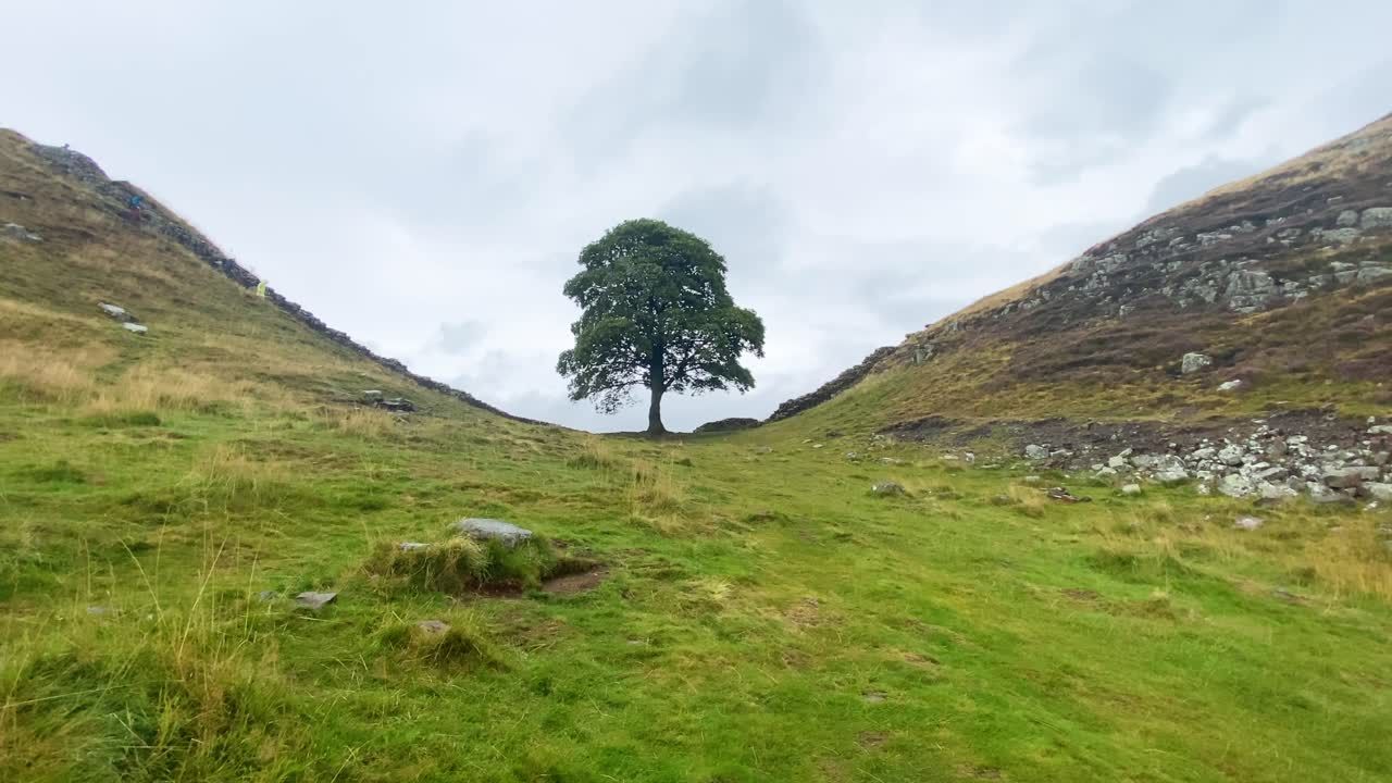 Aspecto que presentaba el árbol antes de ser talado