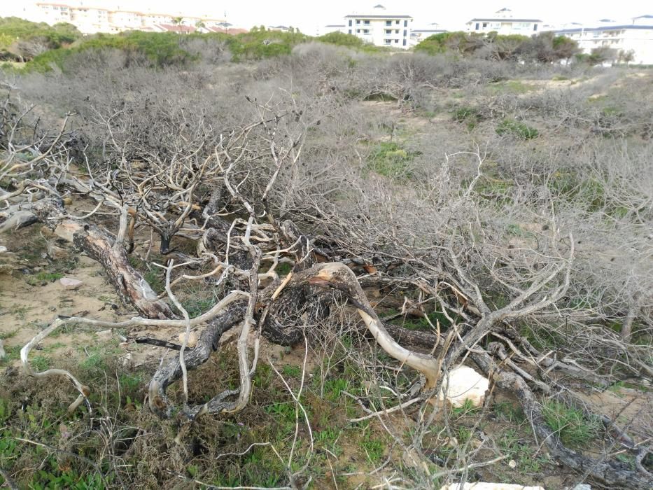 Restauración ambiental de la pinada quemada en el paraje Molino del Agua de Torrevieja