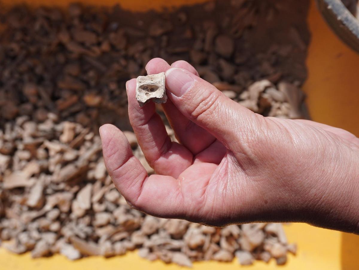 Hallazgo en el yacimiento de San Marcial del Rubicón.