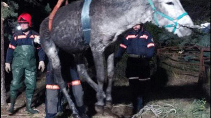 Rescatan a un burro en Forcall