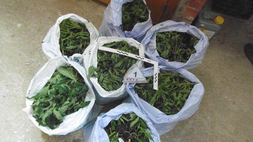 Descobreixen un cultiu de 840 plantes de marihuana en una casa de Biure