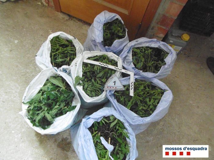 Plantació de marihuana en una casa de Biure