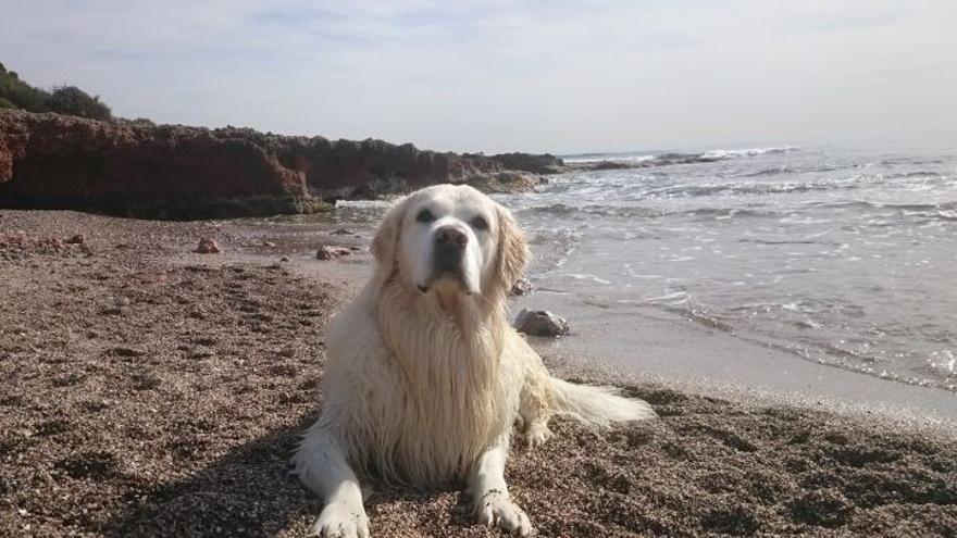 Estas son las seis playas que permiten perros en la provincia de Castellón  - El Periódico Mediterráneo