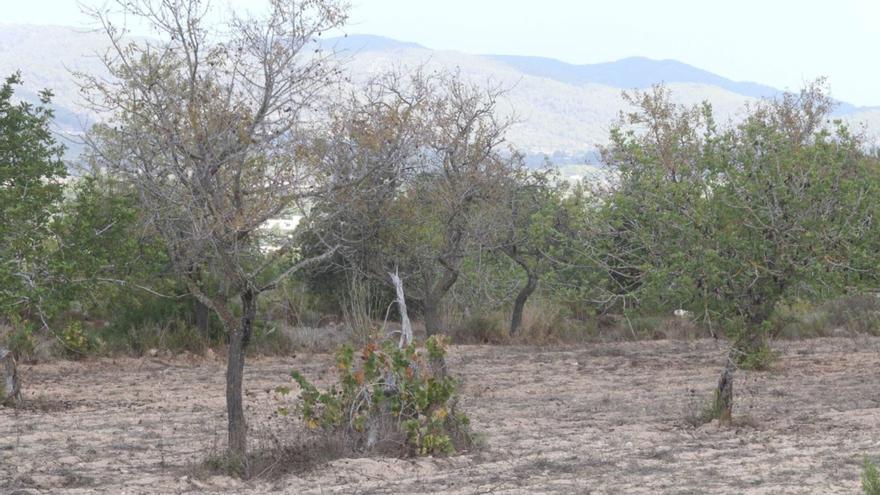 En los últimos años Ibiza ha vivido periodos de prealerta de sequía hidrológica de manera continuada. | DI