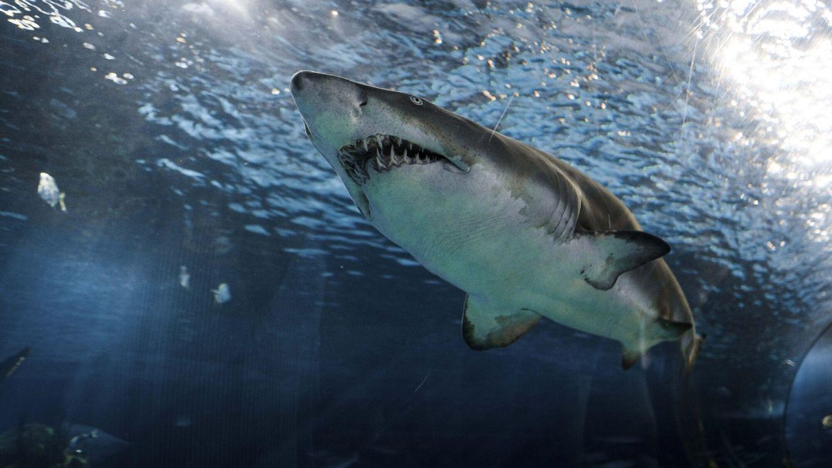 Contender: así es el tiburón blanco gigante que ha aparecido en el Atlántico
