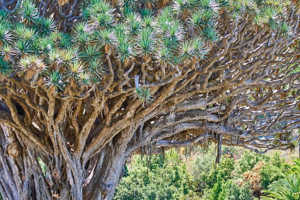 Detalle del drago milenario de Icod de los Vinos, en Tenerife