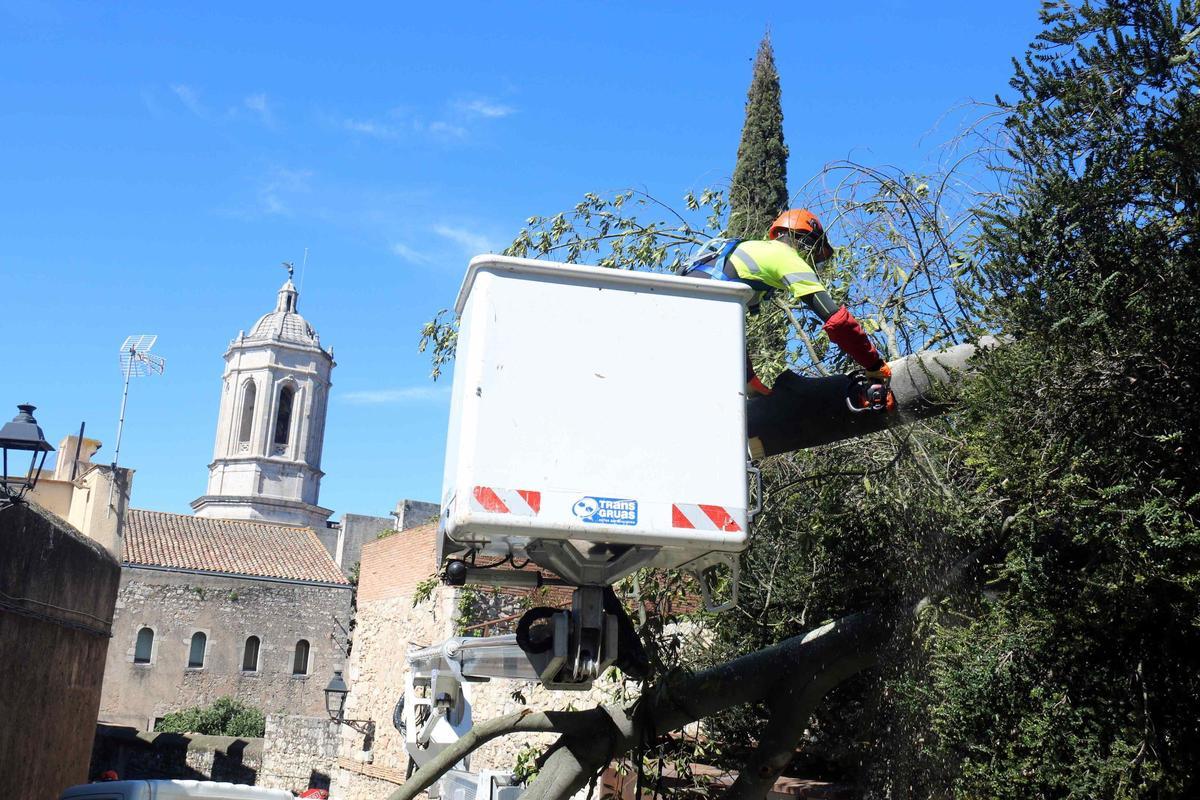 Les imatges del danys per les ventades a la ciutat de Girona Les imatges del danys per les ventades a la ciutat de Girona