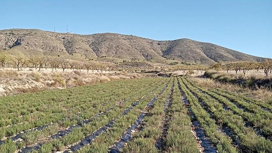 Campo de Tomillo rojo en la pedanía de La Paca.