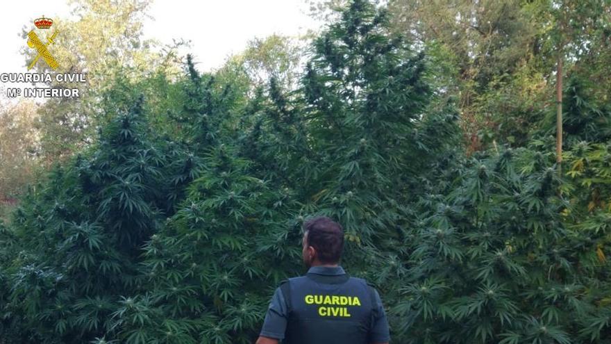 Troben 150 plantes de marihuana de més de dos metres d&#039;alçària a Sant Mori