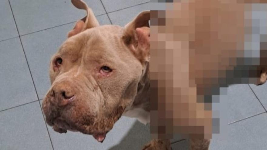 Maltrato animal en Gran Canaria: desnutrido y con graves heridas
