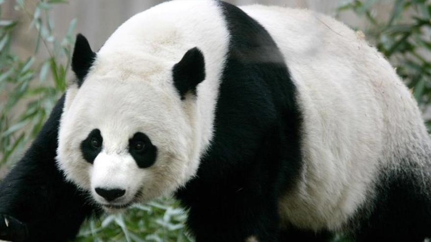 Un panda gigante en el Zoo Nacional de Washington.