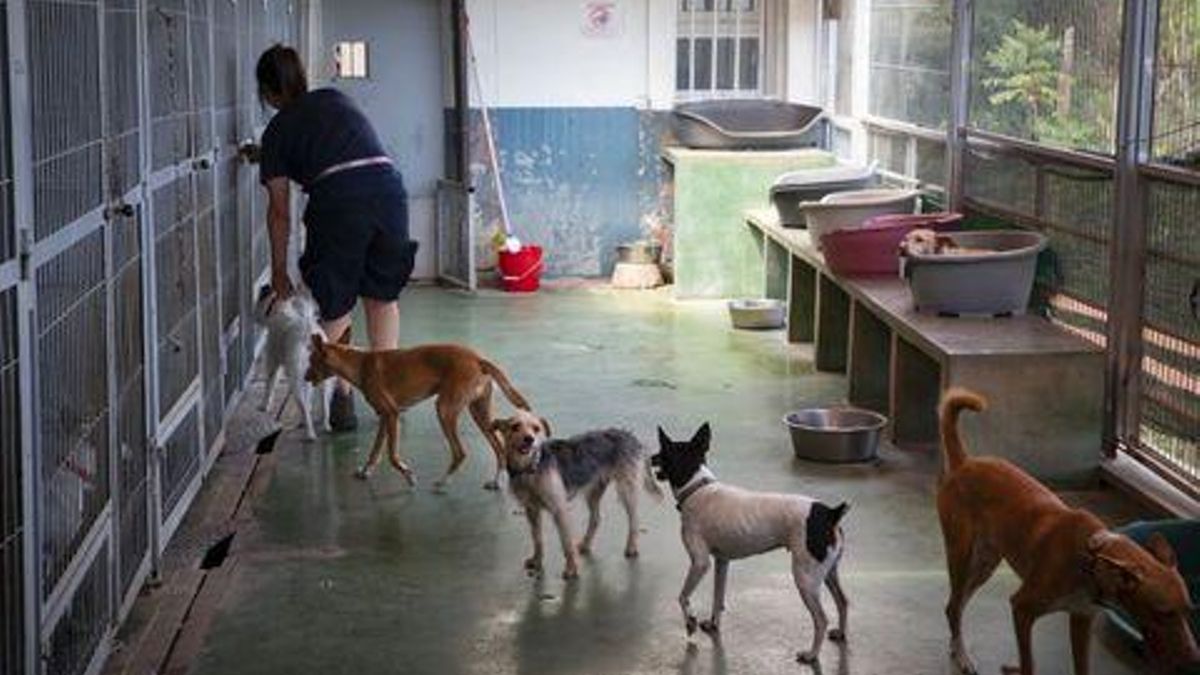 Un grupo de perros en una protectora