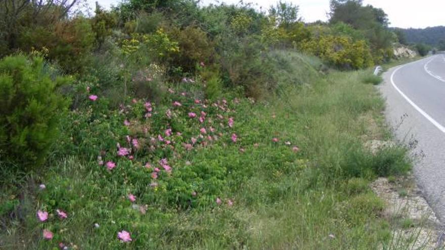 Localizan cerca de Banyeres ejemplares de la variedad de rosa más antigua de Europa