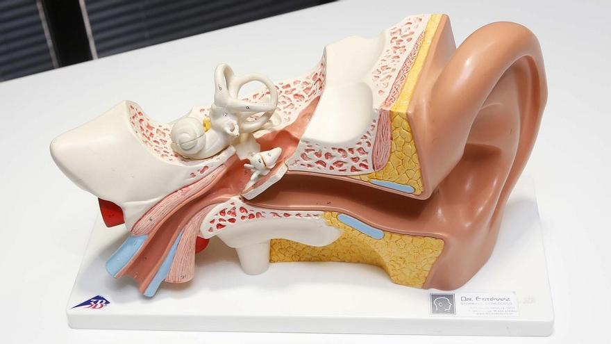 Un modelo en 3D del oído interno