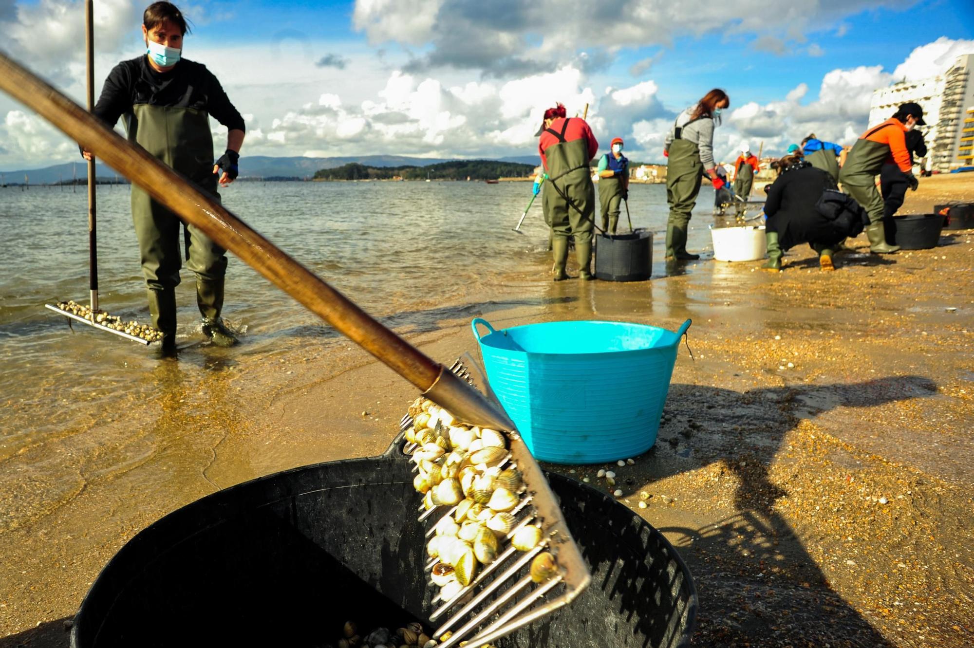 Las mariscadoras de Carril, al rescate de bivalvos en la playa de Compostela
