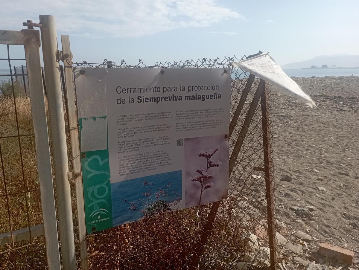 La Junta lleva dos años y medio sin actualizar el cartel que identifica erróneamente el 'Limonium carminis' con la siempreviva malagueña.