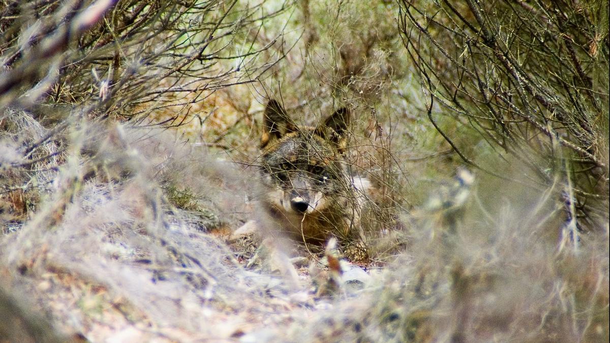 Un lobo amagado entre la vegetación en la sierra de La Culebra