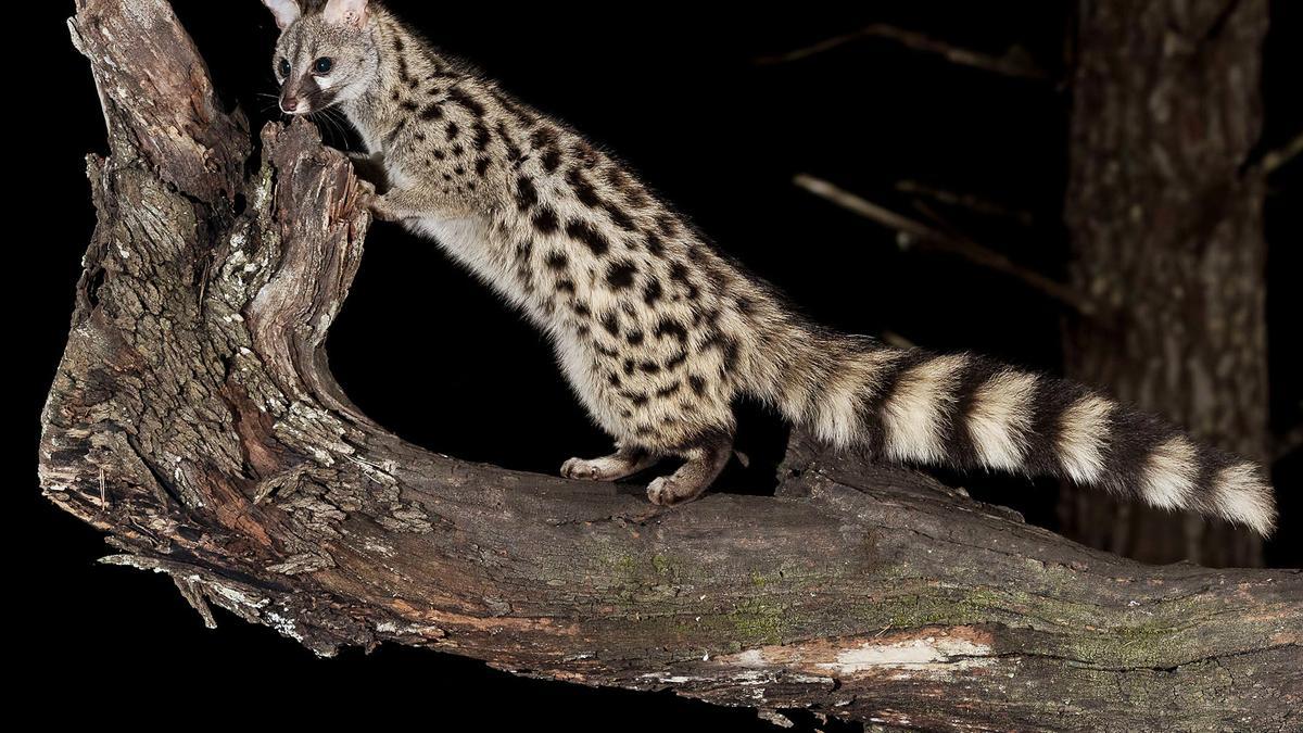 La situación de la gineta ha mejorado y ha pasado a ser una especie de preocupación menor. Oliver Martínez 