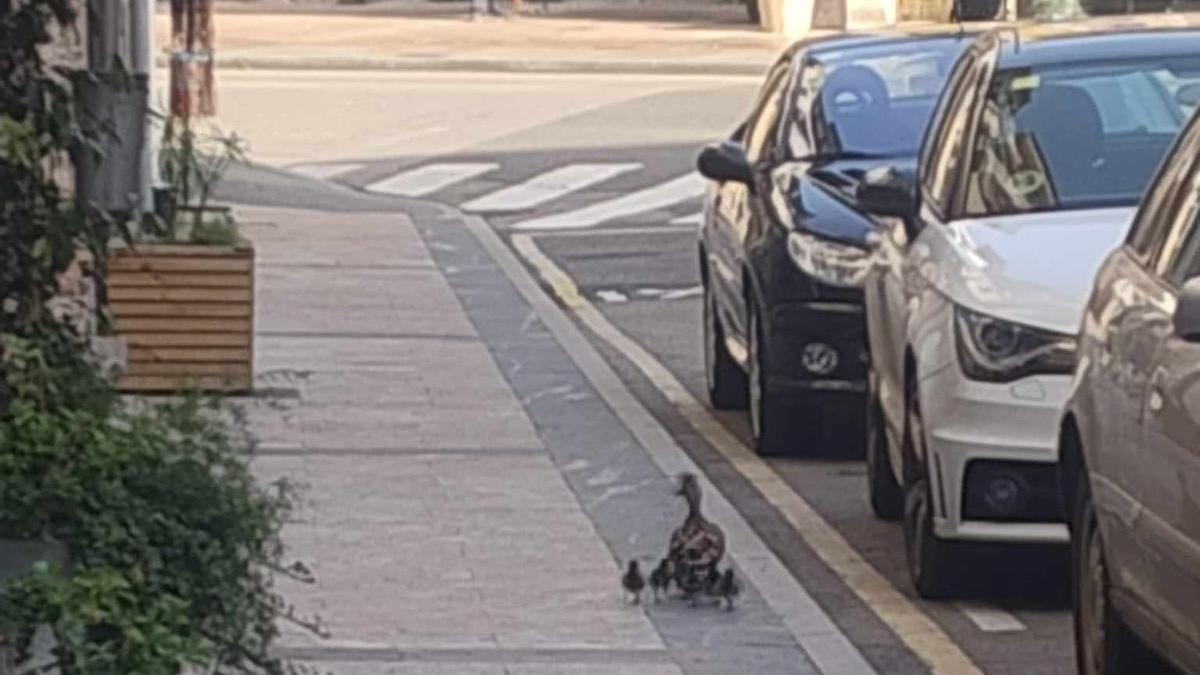 El paseo viral de una pata y sus patitos por Cangas de Onís