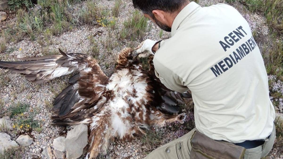 Momento de la retirada del cadáver de una águila real electrocutada en una torre eléctrica de Sacañet.