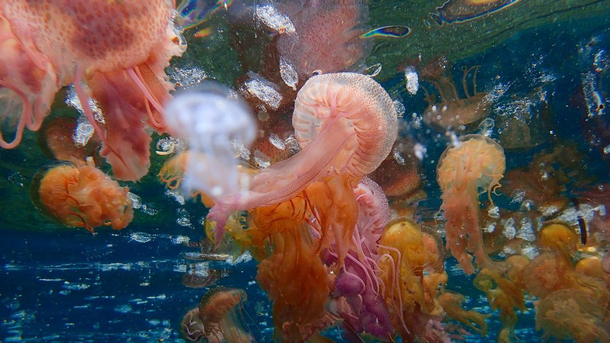Meduses Pelagia Noctiluca el maig del 2024 a cap e Creus.